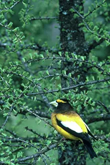 Grosbeak: Evening Grosbeak