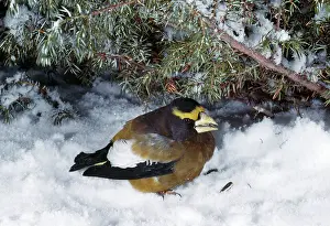 Grosbeaks: EVENING GROSBEAK IN SNOW