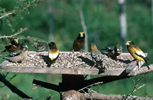 Grosbeaks: Evening Grosbeaks