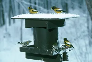Grosbeaks: Evening Grosbeaks in Winter