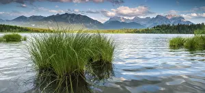 Reeds: Evening mood at Barmsee with reeds
