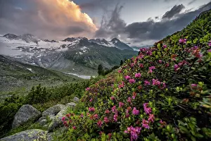 Groer: Evening mood, pink alpine roses in front of mountains