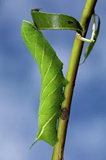 Hanging: Evening peacock caterpillar hanging on stalk with