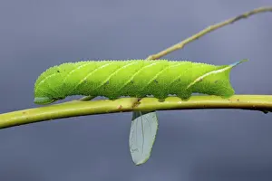 Peacock: Evening peacock caterpillar sitting on stalk with