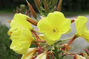 Oenothera: Evening Primrose