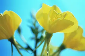 Biennis: Evening Primrose