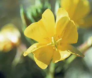 Biennis: Evening Primrose