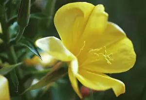 Biennis: Evening primrose