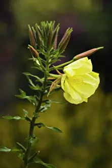 Biennis: Evening Primrose