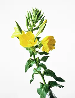 Biennis: Evening Primrose