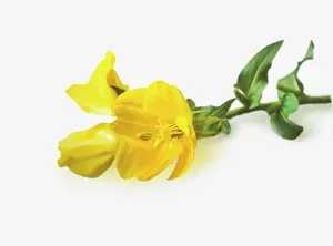 Biennis: Evening Primrose