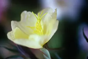 Oenothera: Evening Primrose