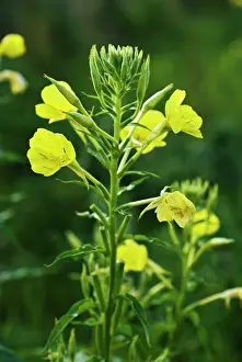 Biennis: Evening Primrose
