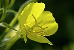 Biennis: Evening Primrose