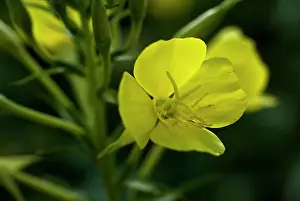 Biennis: Evening primrose