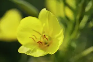 Biennis: Evening Primrose