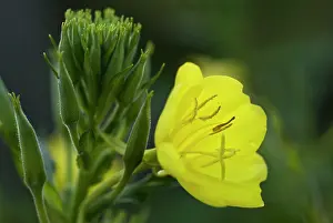 Biennis: Evening primrose