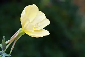 Oenothera: Evening Primrose