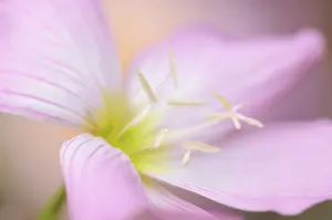 Oenothera: Evening Primrose