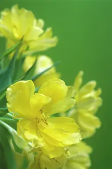 Oenothera: Evening Primrose