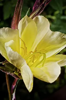 Biennis: Evening Primrose