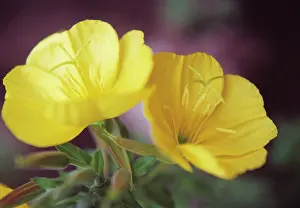 Biennis: Evening Primrose