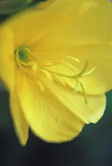 Biennis: Evening Primrose