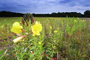 Temp: Evening primrose
