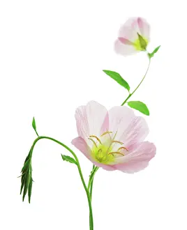 Mobile: Evening Primrose