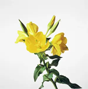 Aromatherapy: Evening Primrose