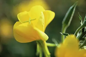 Biennis: Evening Primrose