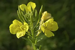 Skincare: Evening Primrose