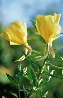 Flavour: Evening Primrose