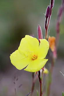 Biennis: Evening Primrose / Evening Star / Sun Drop