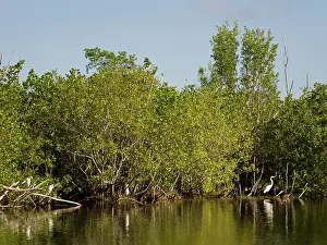 Anhinga: Everglades Egrets