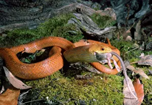 Obsoleta: Everglades / Orange Rat Snake - with rat prey in mouth