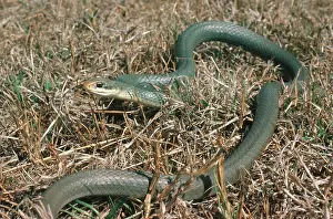 Racers: Everglades Racer