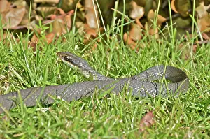 Racers: Everglades Racer