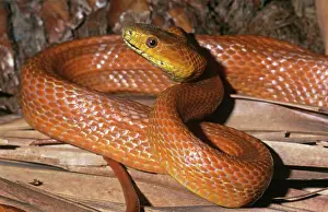 Elaphe: Everglades Rat Snake