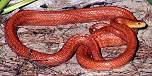 Ratsnakes: Everglades Rat Snake