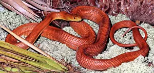 Ratsnakes: Everglades Rat Snake