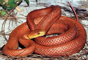 Ratsnakes: Everglades Rat Snake