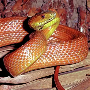 Ratsnakes: Everglades Rat Snake