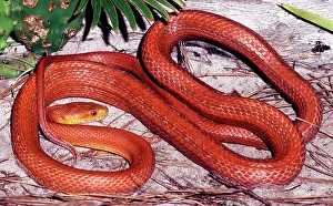 Ratsnakes: Everglades Rat Snake