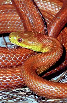 Ratsnakes: Everglades Rat Snake