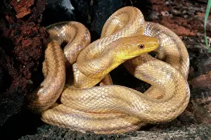 Alleghaniensis: Everglades Rat Snake