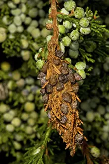 Berries: Evergreen Bagworm cocoon