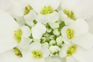 Subshrub: Evergreen Candytuft