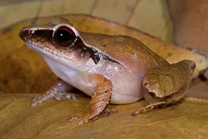 Robber: Evergreen Robber Frog