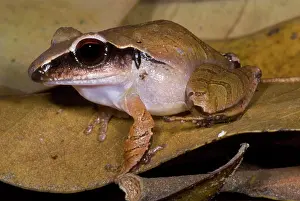 Robber: Evergreen Robber Frog